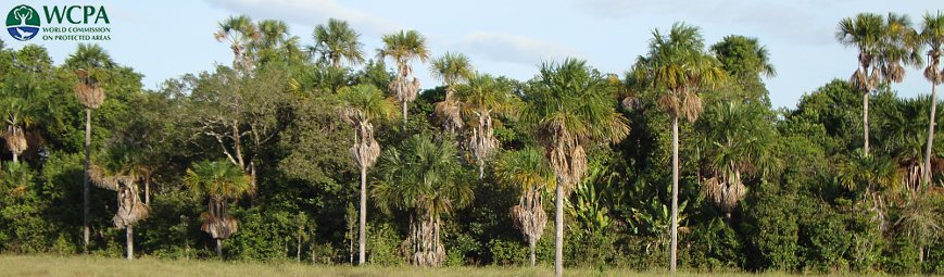 Morichal de Pedregoza