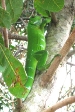 Iguana verde de la Orinoqua