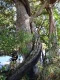 Tree battle in rain forest