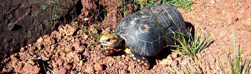 Pedregoza Turtoise