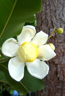 Cocomono Flower
