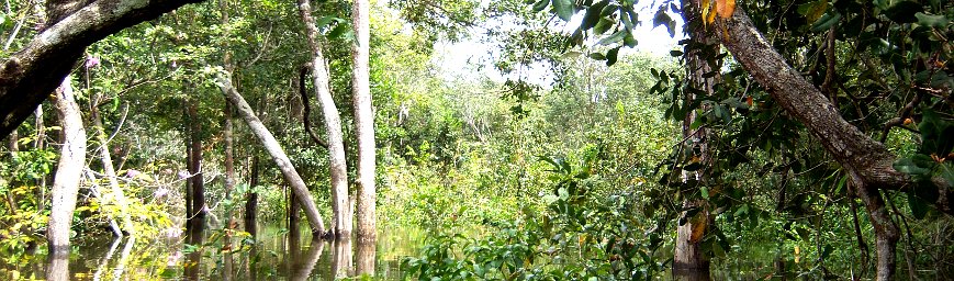 Pedregoza Inundation Forest