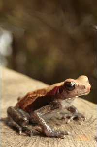 Rain forest frog