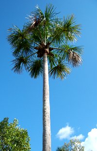 Moriche Palm