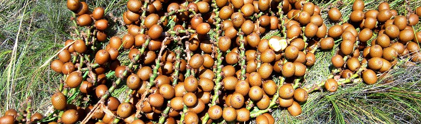 Moriche Fruit