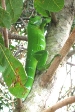 Green Orinoco iguana.