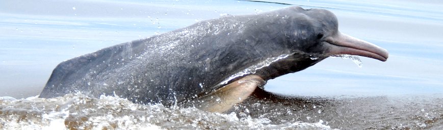 Pink River Dolphin