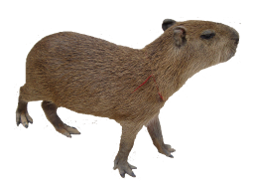 Poncho the Capybara