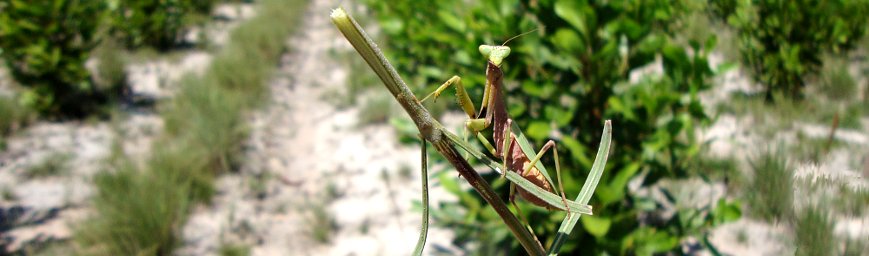 Praying Mantis