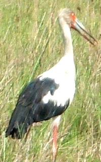 Stork